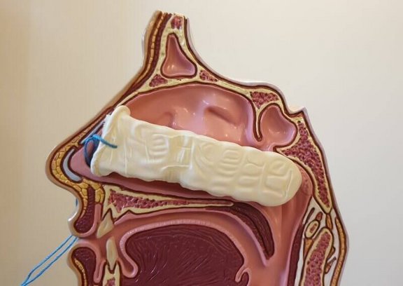 Herkömmlichen Tamponade im Nasenmodell