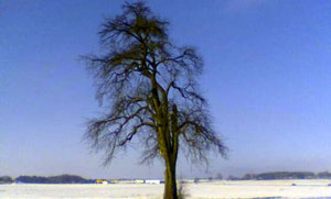 Symptome sind auch bei Schnee möglich