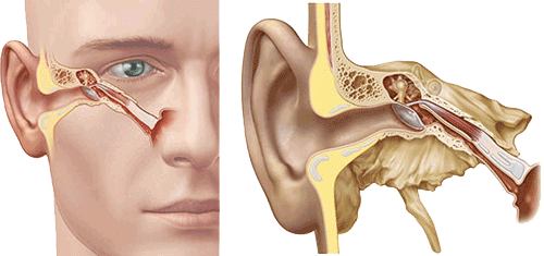 Die Ohrtrompete liegt zwischen Nasenrachenraum und Mittelohr und ist für die Belüftung des Ohres zuständig. Sie besteht aus einem knorpeligen und knöchernen Anteil und ist mit Schleimhaut ausgekleidet und wird durch die Gaumenmuskulatur geöffnet. Aus diesem Grund können Veränderungen der Schleimhaut wie auch des muskulären Gefüges zu Störungen führen. Ist sie zu sehr geschlossen kommt es ebenso zu Problemen wie wenn sie zu weit geöffnet ist.