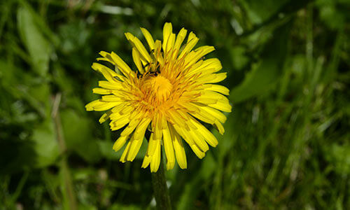 Wiesenblumen